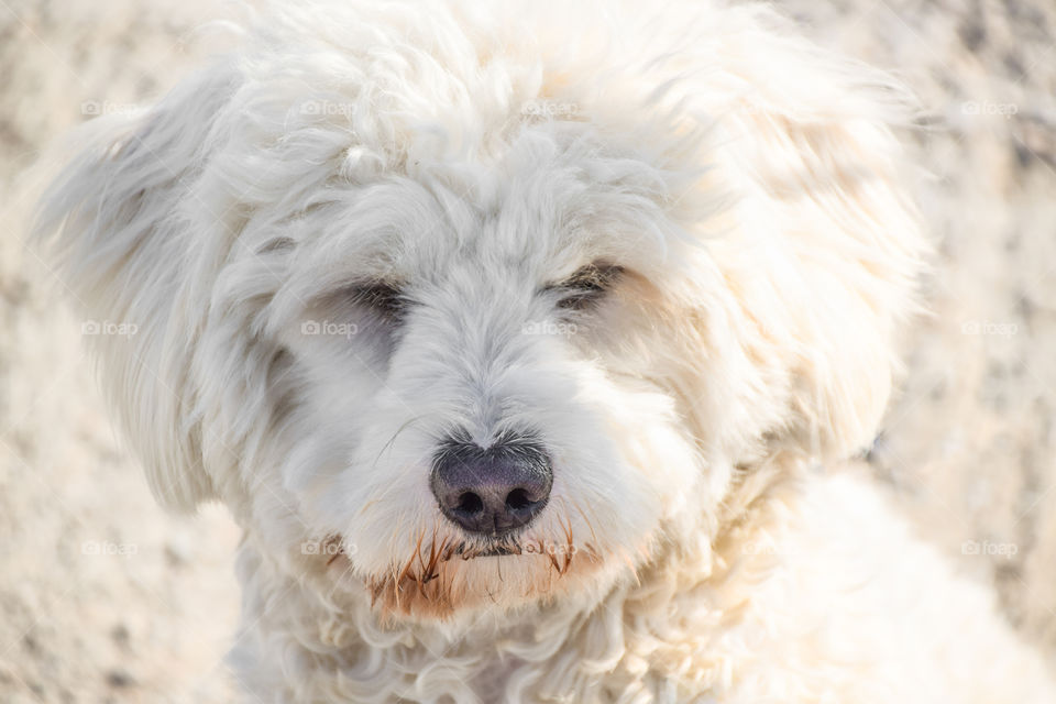 White Shaggy Dog
