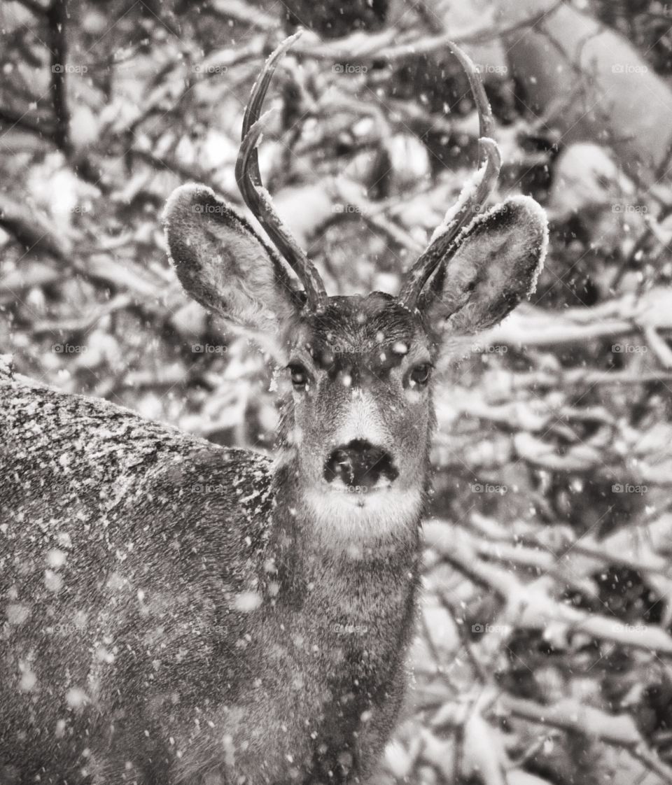 A black and white shot of a mule deer with falling snow: this shot is peaceful and very quiet.