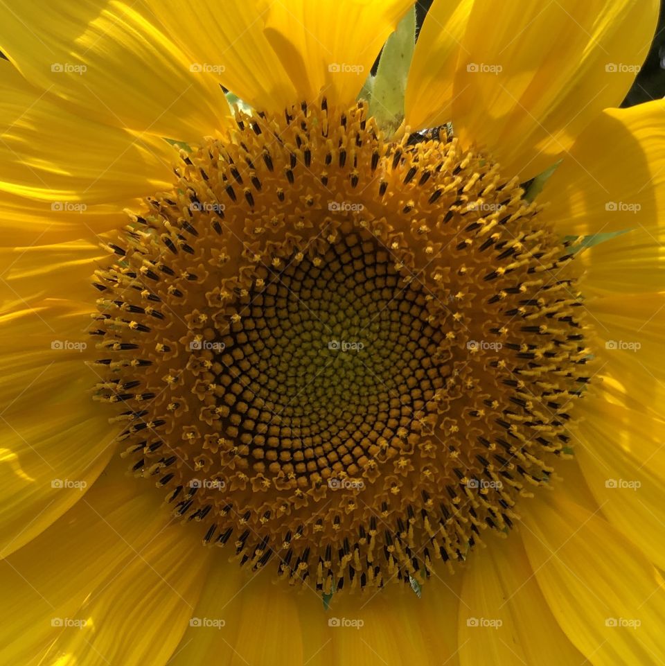 Sunflower in spring geography still sun in summer 