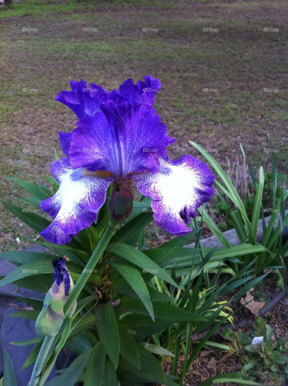Iris