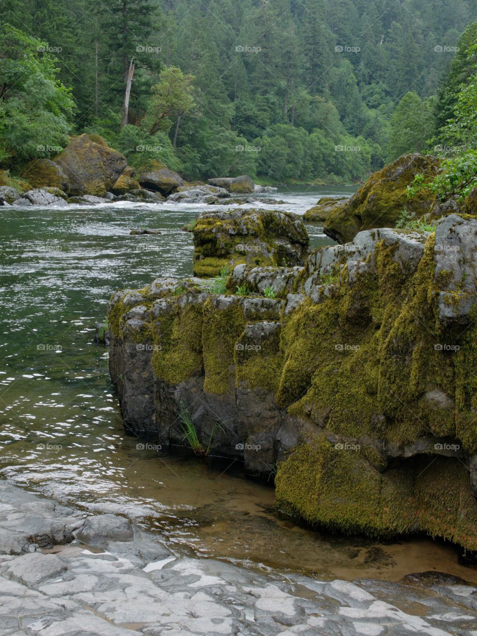 Moss covered hardened lava rock make for a rugged shore on the Umpqua River in Southwestern Oregon on a spring morning. 