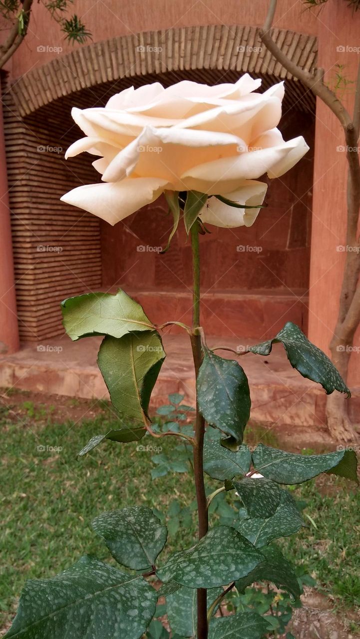 Beautiful white rose.