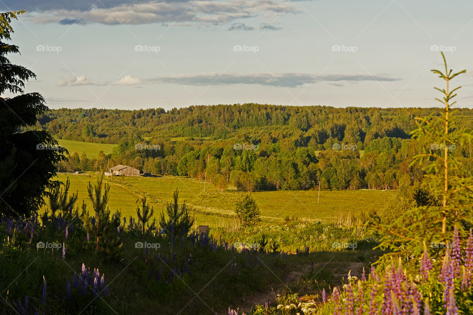 forests and fields of the Vologda region