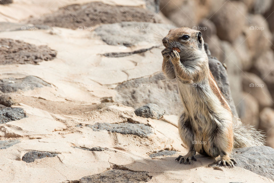 Cute wild chipmunk on the hind legs, holding and eating an almond 