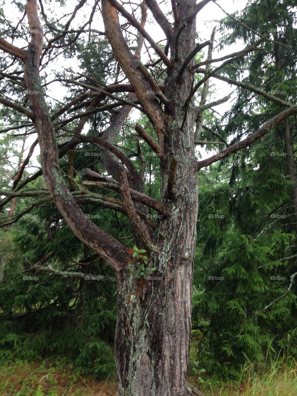 Tree pine nature branches