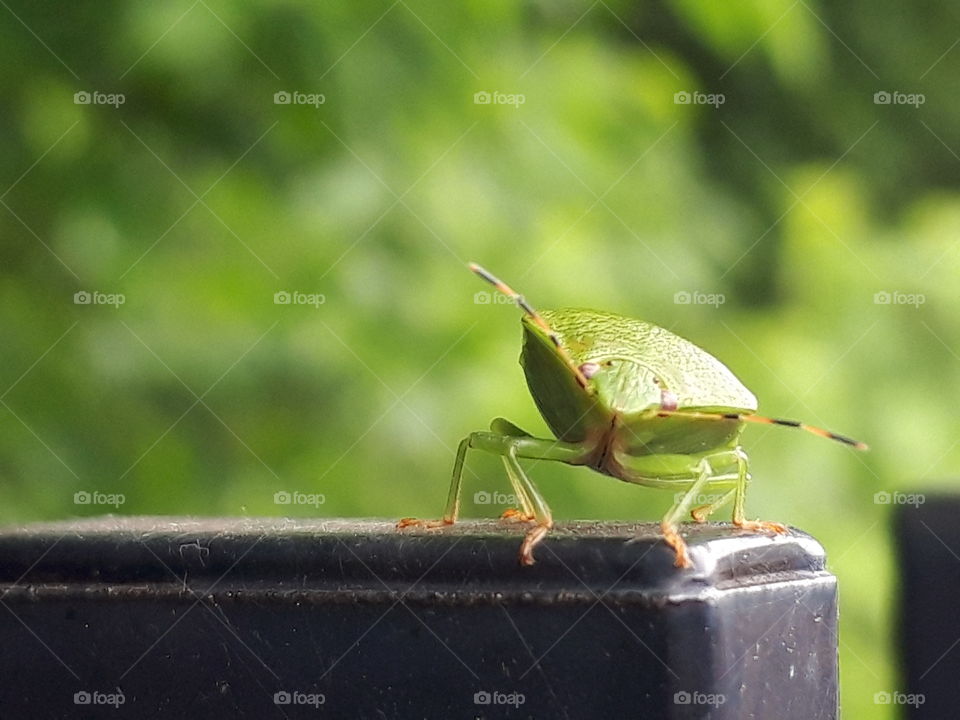 stink bug