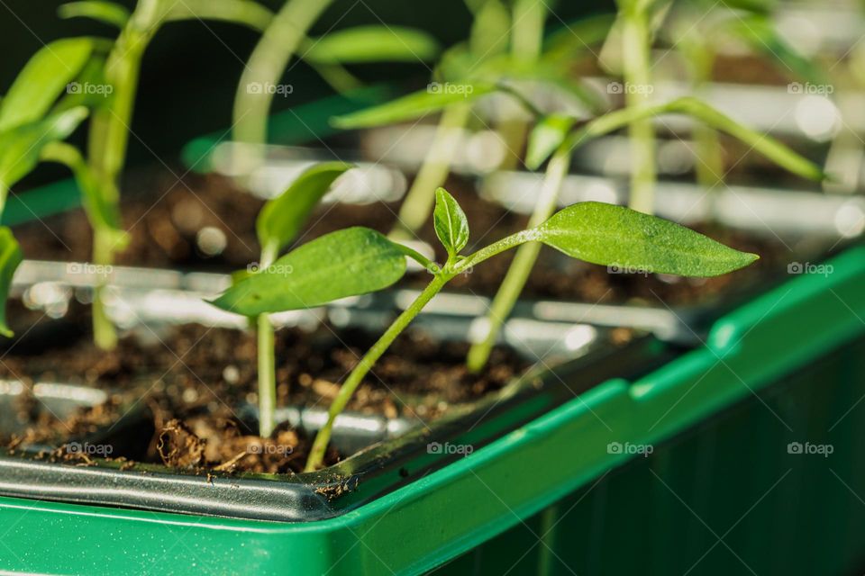 Young red sweet pepper