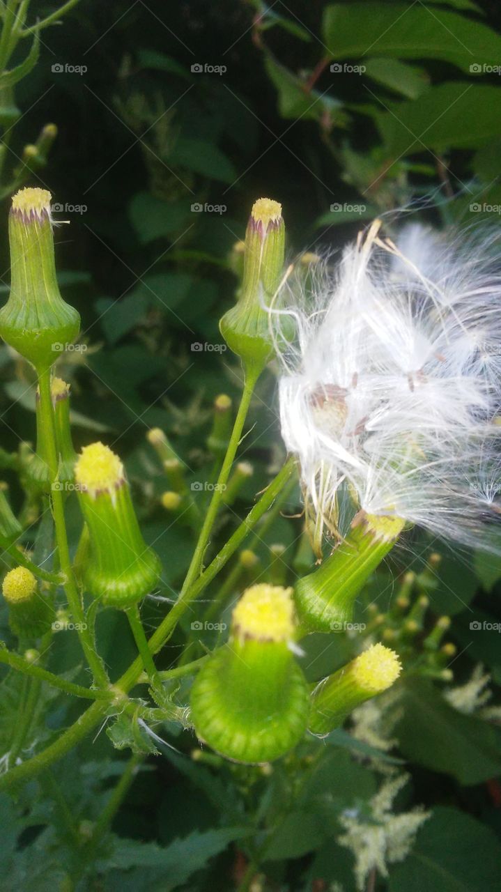 Nature, Flora, Summer, Flower, Garden