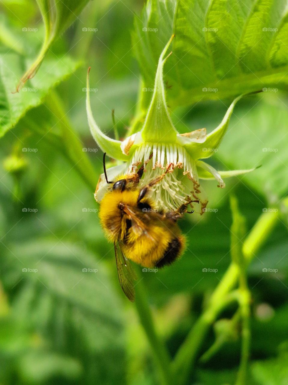 bee on flower