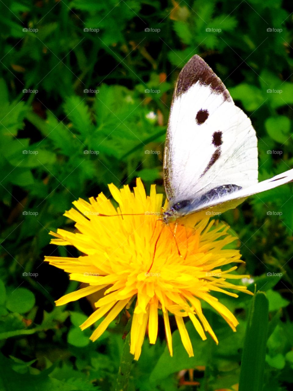 White butterfly on yellow flower