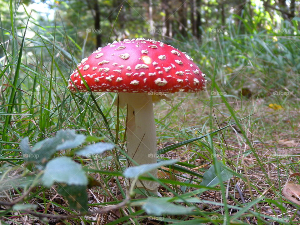 poisonous mushroom