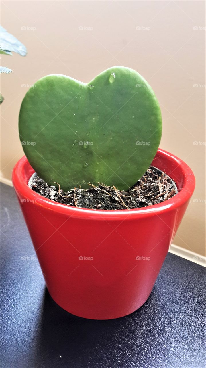 Heart shaped succulent plant: Grow love and compassion