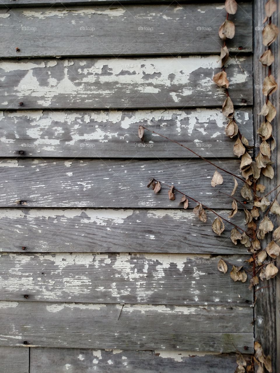 Barnwood Backdrop. nature takes its timely toll