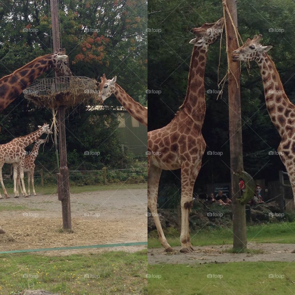 Bristol Zoo Giraffes