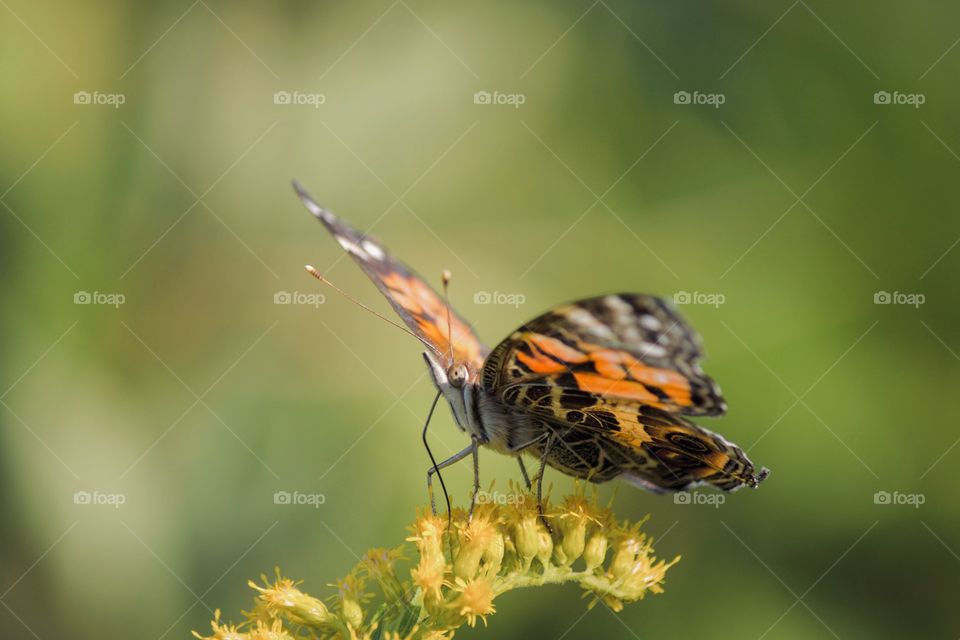 American lady butterfly 