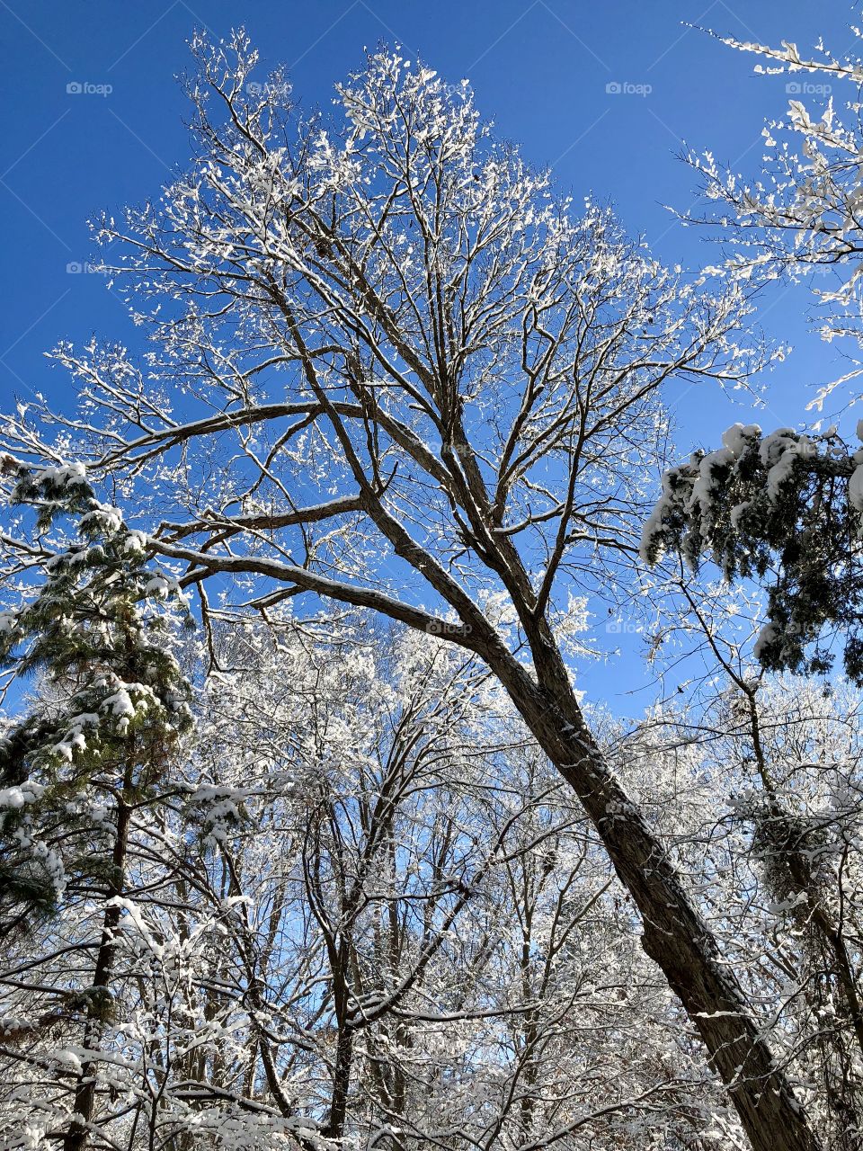NC Winter tree