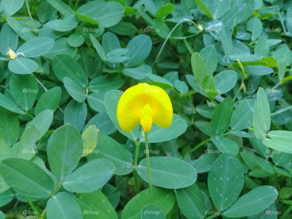 Small fresh yellow flowers that are uniquely shaped and attractive