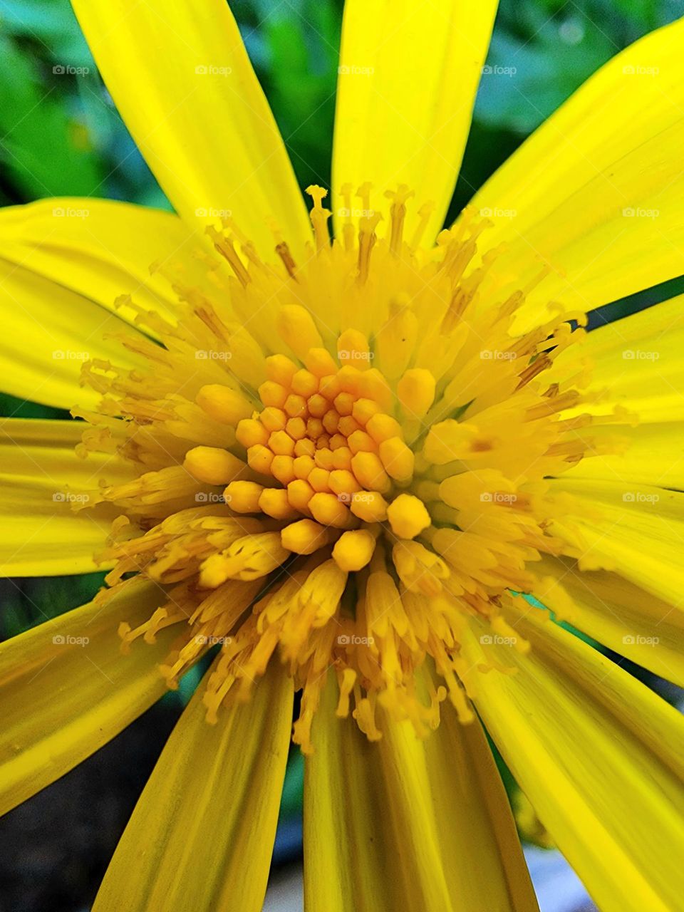 A yellow daisy features bold colors and a complex center containing the reproduction components