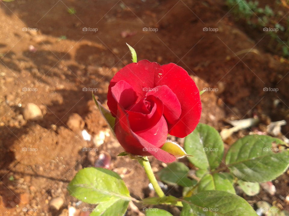 red rose