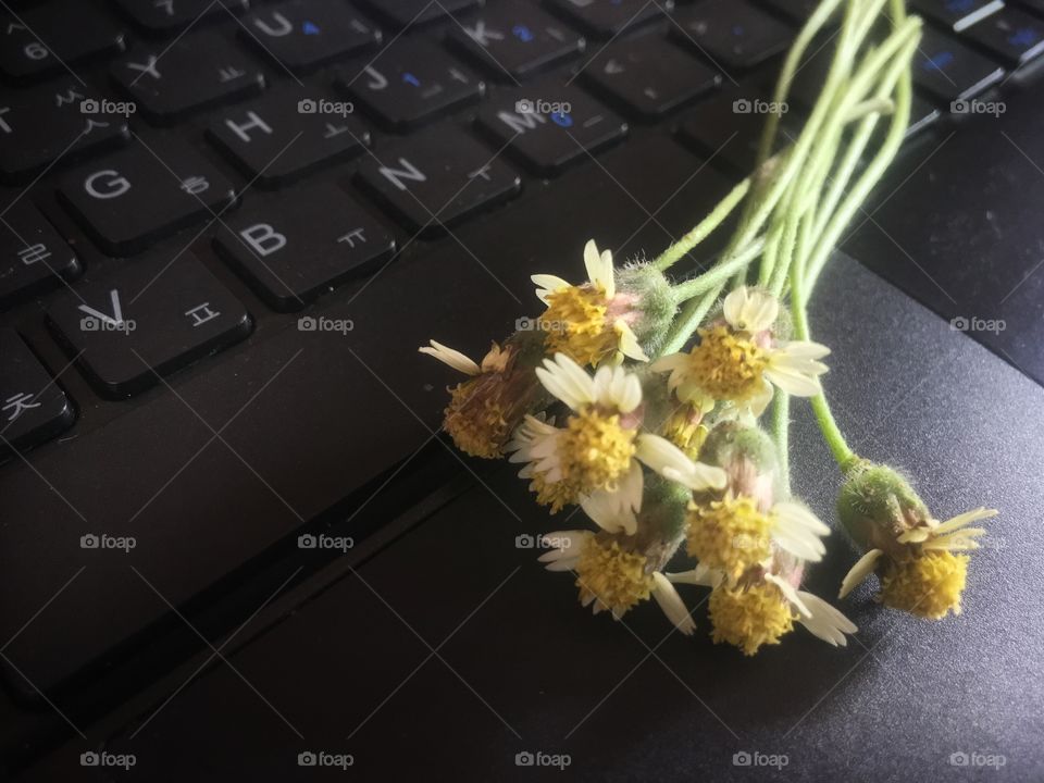 Wild flowers on the keyboard 