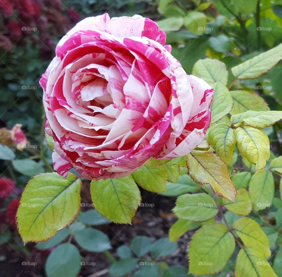 Every Rose. a rose bloom continues its display in early October.