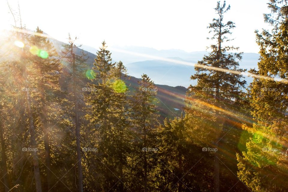 Sunlight passing through trees