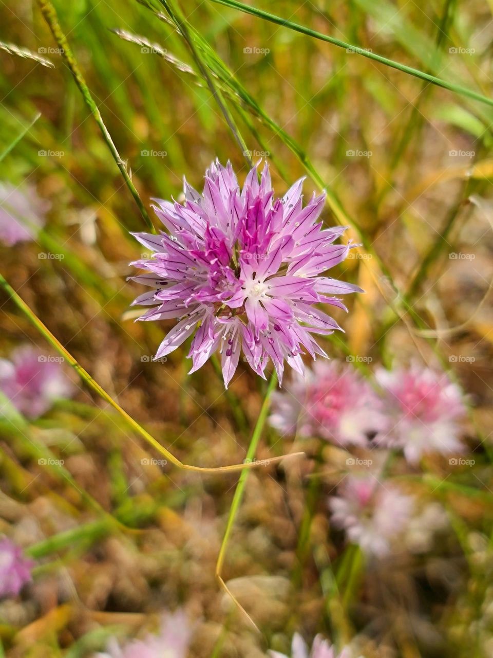 Close up of single Allium schoenoprasum chives gentle round blooming flower in the middle of the bright summer day 