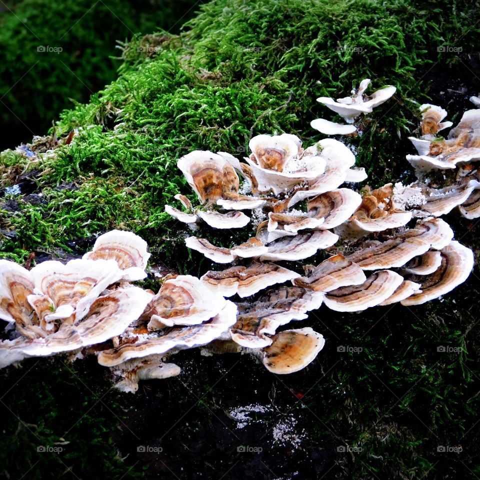 ... in the forrest...