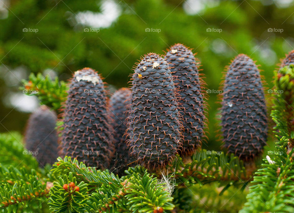 Purple fir cones growing against a green backdrop of Balsam Firs