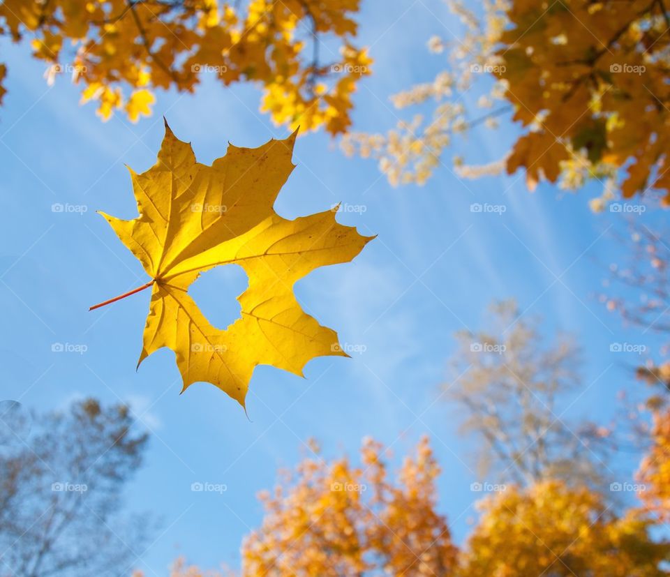 from autumn with love,utumn,forest,sky,golden,warm