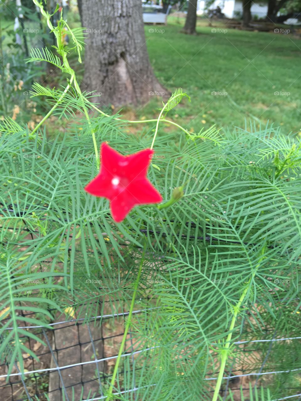 My normal red cypress flower finally blooming my favorite dainty summer flower.  