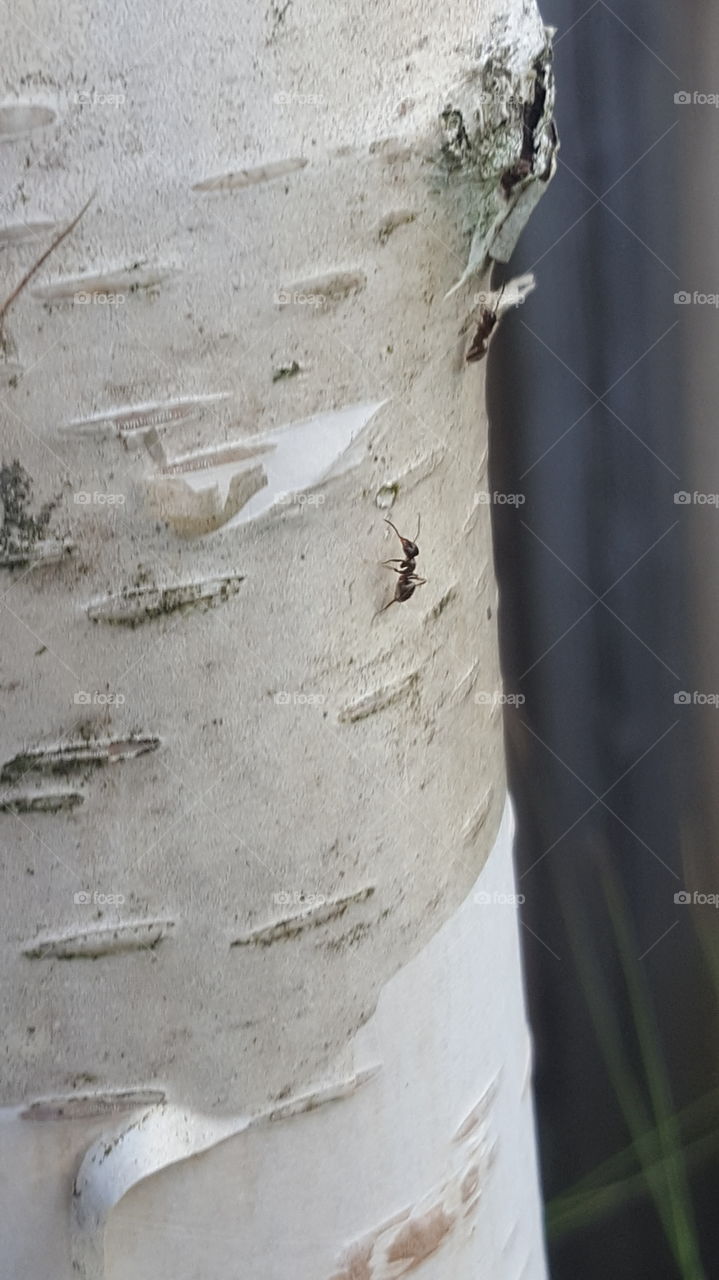 Ameisen auf Baum. Sie sind die Besten Kletterer. Lauf mein Junge Lauf