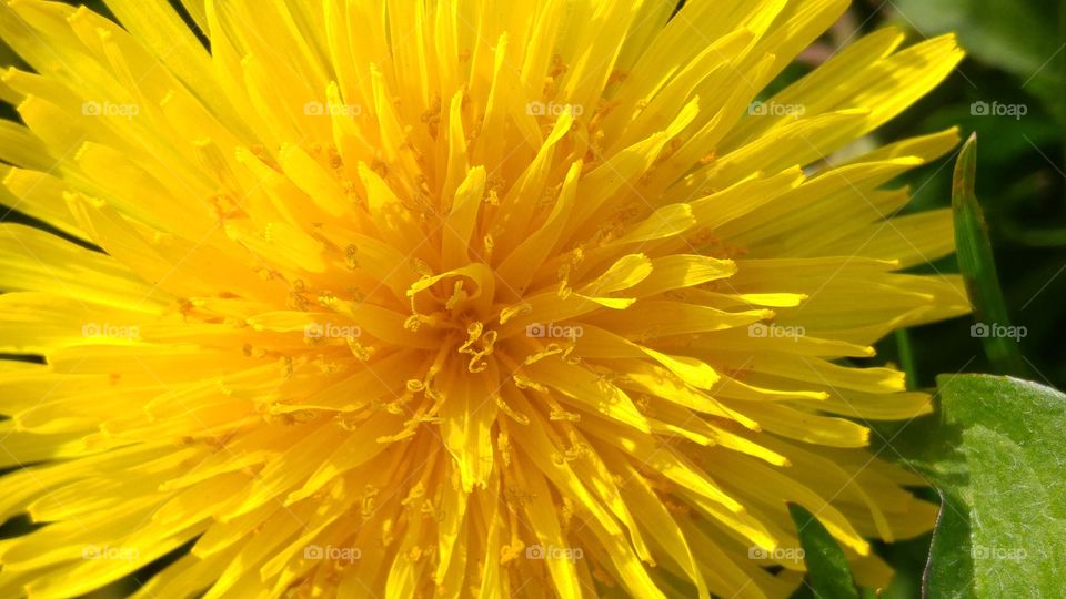 Macro close-up of a yellow dandelion