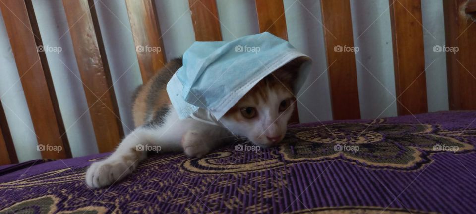 Kitten wearing a mask on a sofa