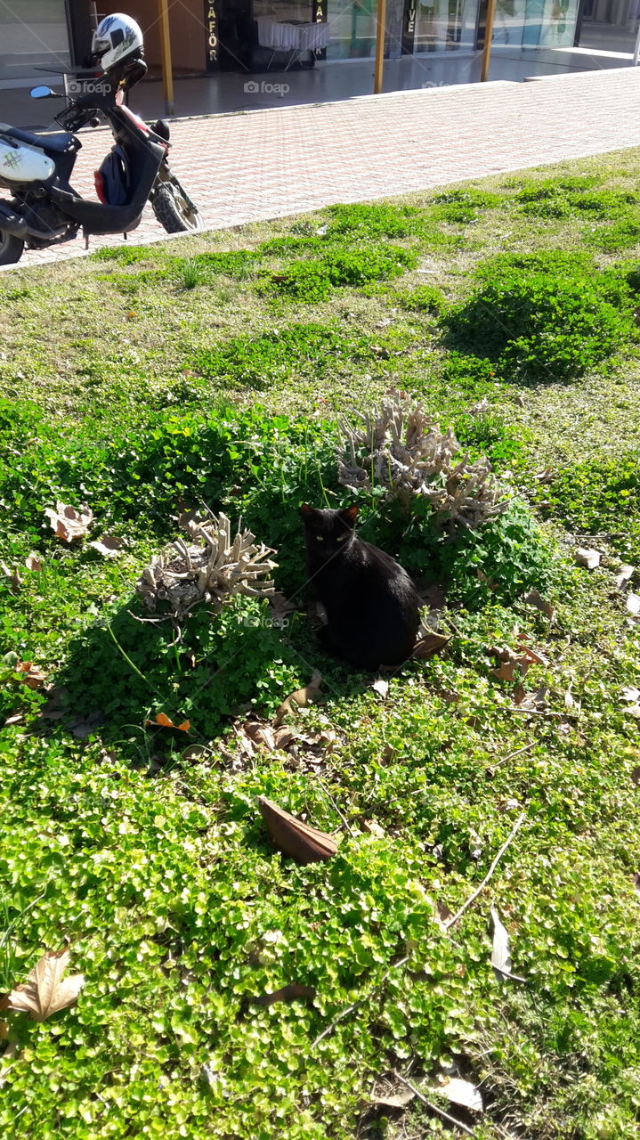 Mammal, Leaf, Grass, Outdoors, One