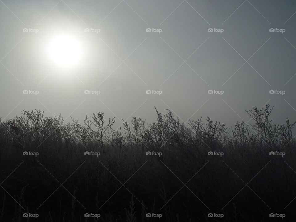 Foggy field 