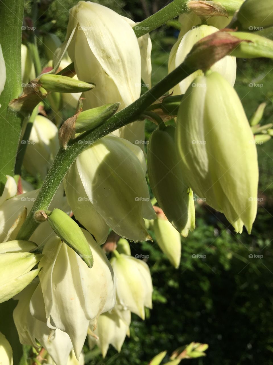 Yucca blossoms