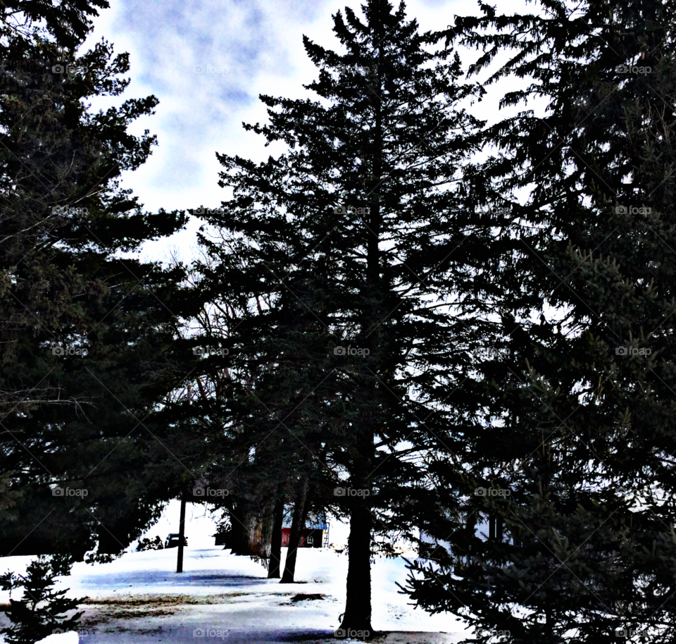 Tree, Winter, No Person, Nature, Snow
