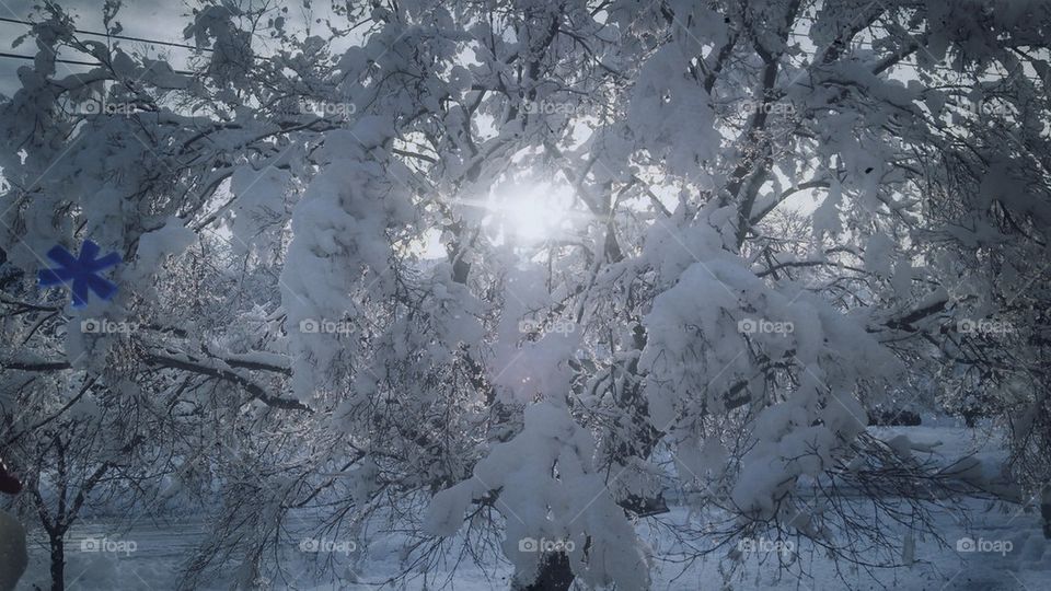 Sun through snowy tree