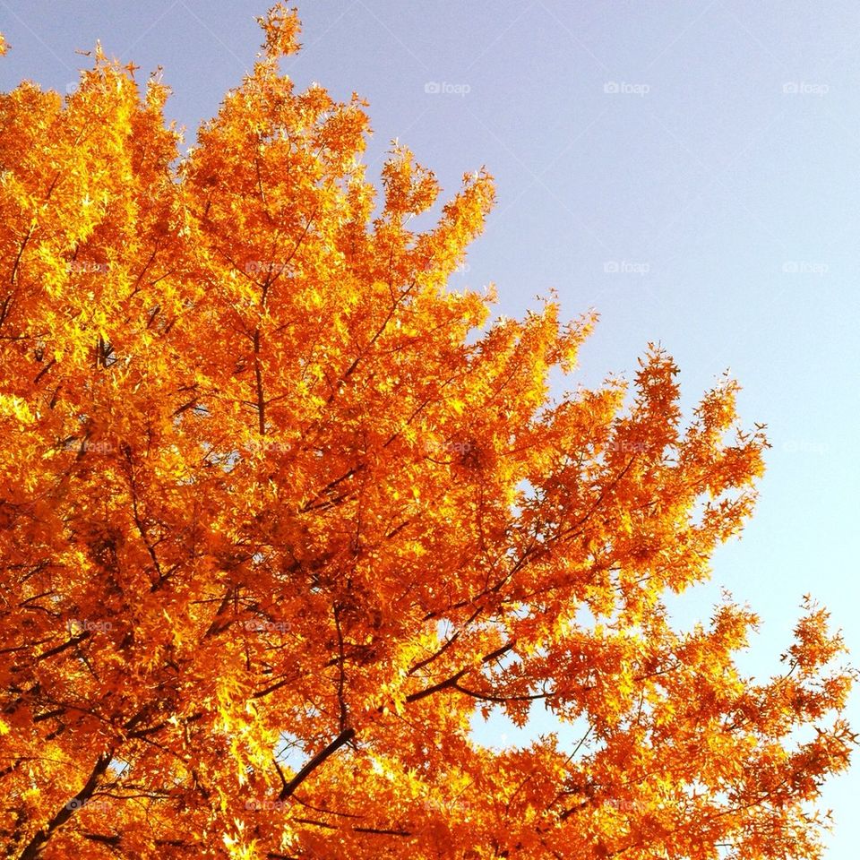 Fall tree