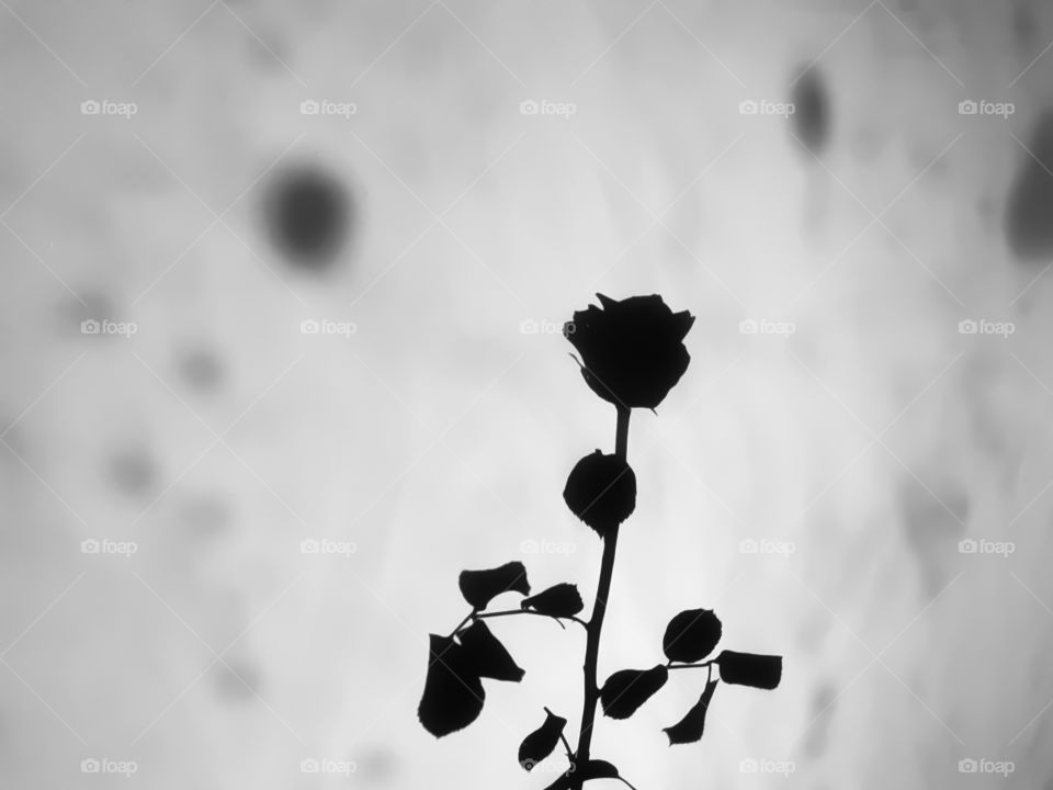 Rose and raindrops shadows.