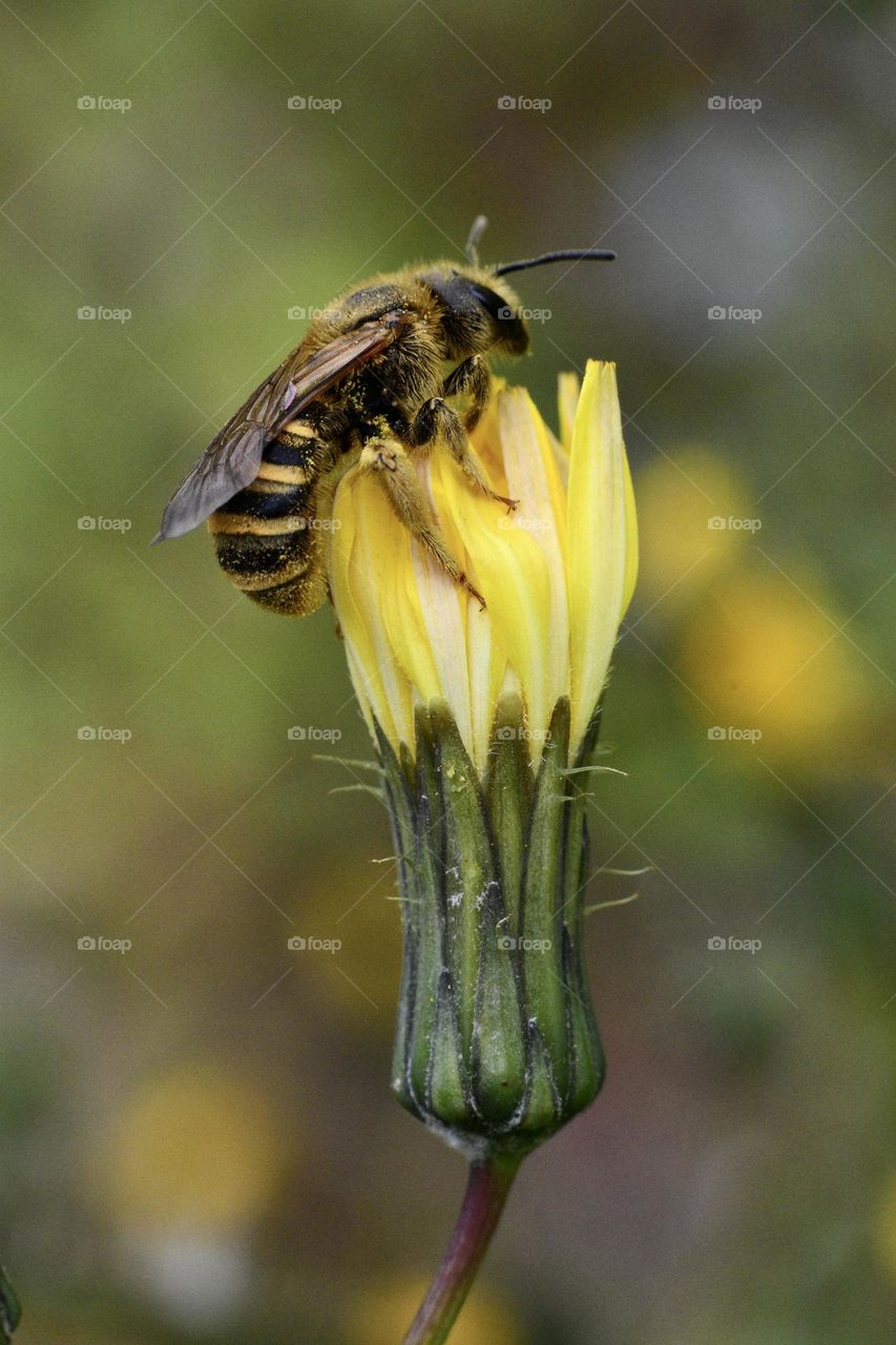 Bee sitting on crepis plant