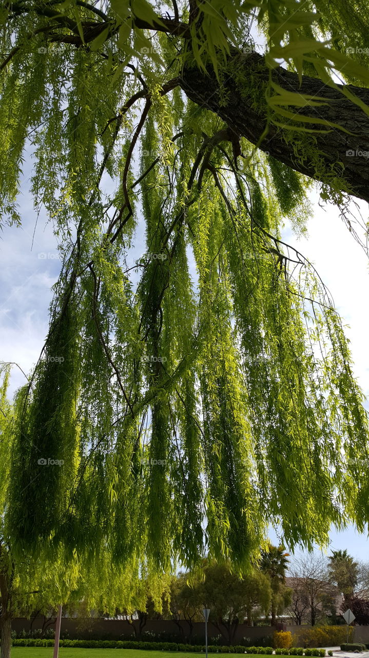 weeping willow tree