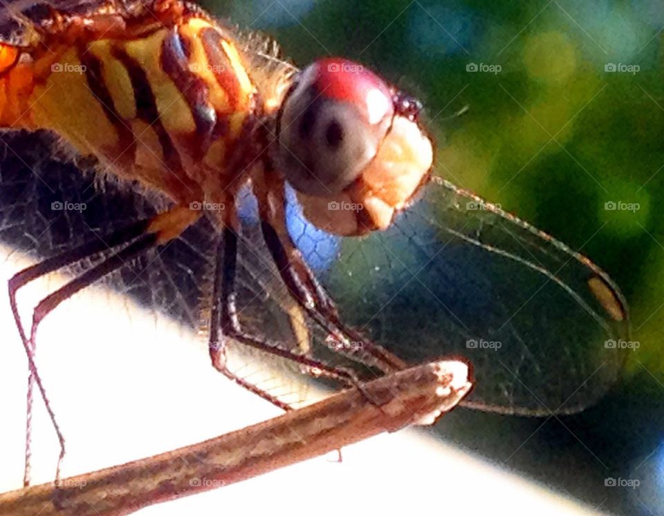 Summer dragonfly 