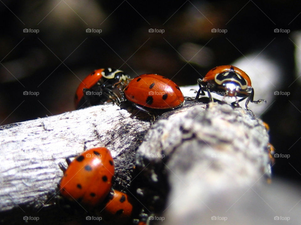 macro beauty amazing ladybugs by einsof1