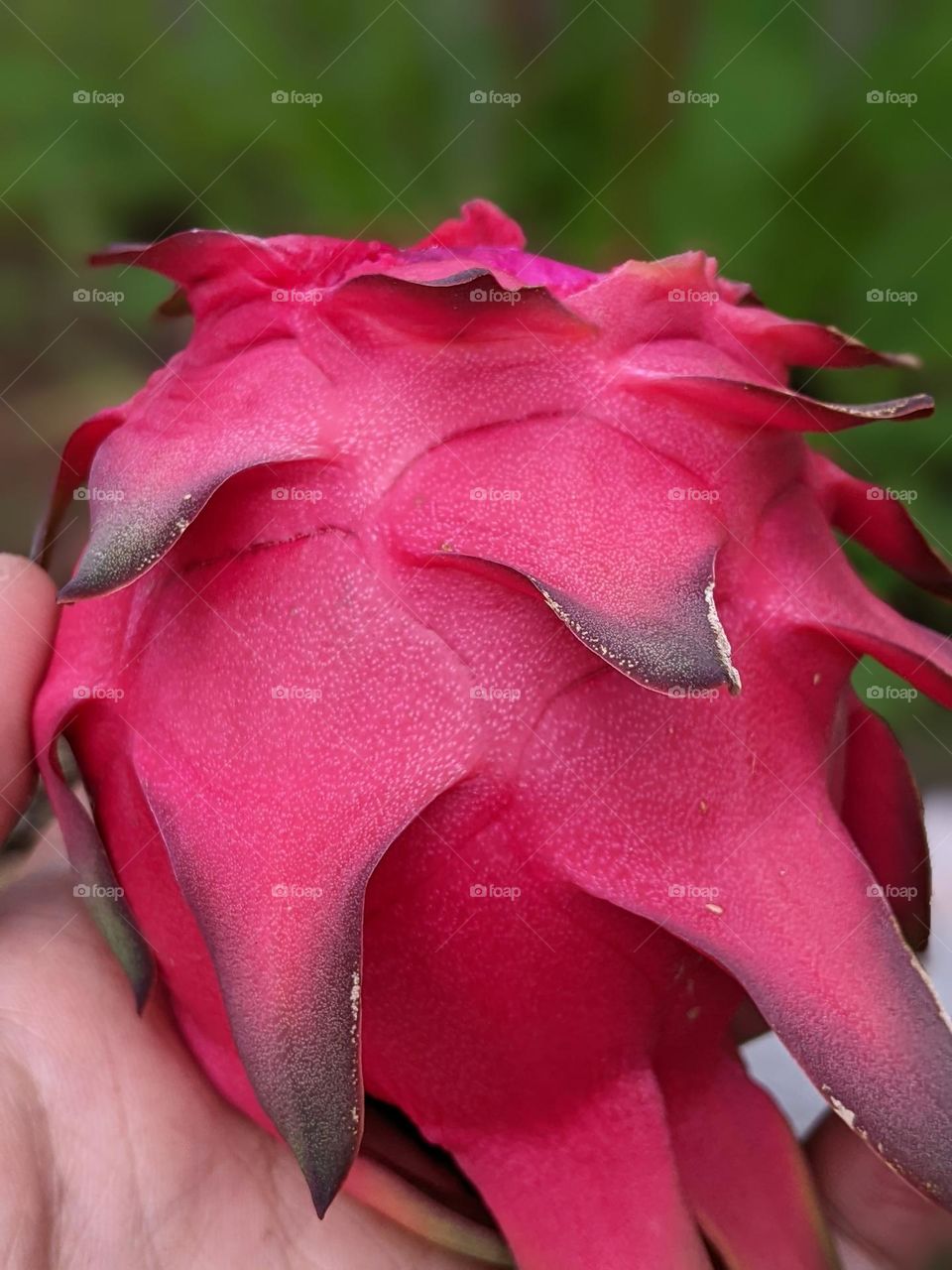 Dragon fruit