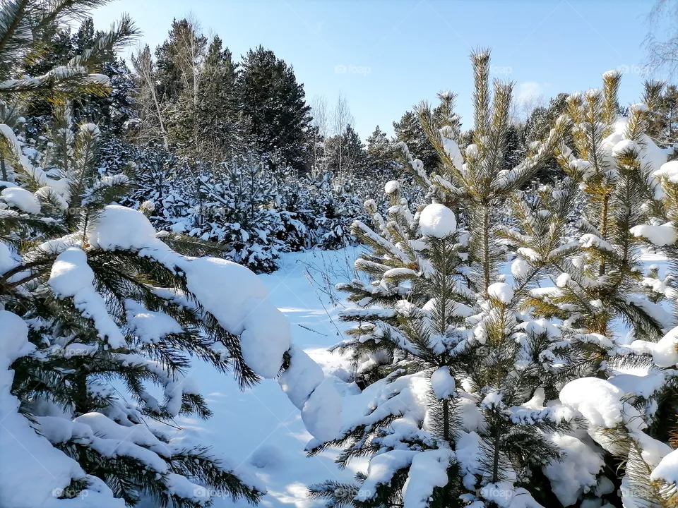 Nature