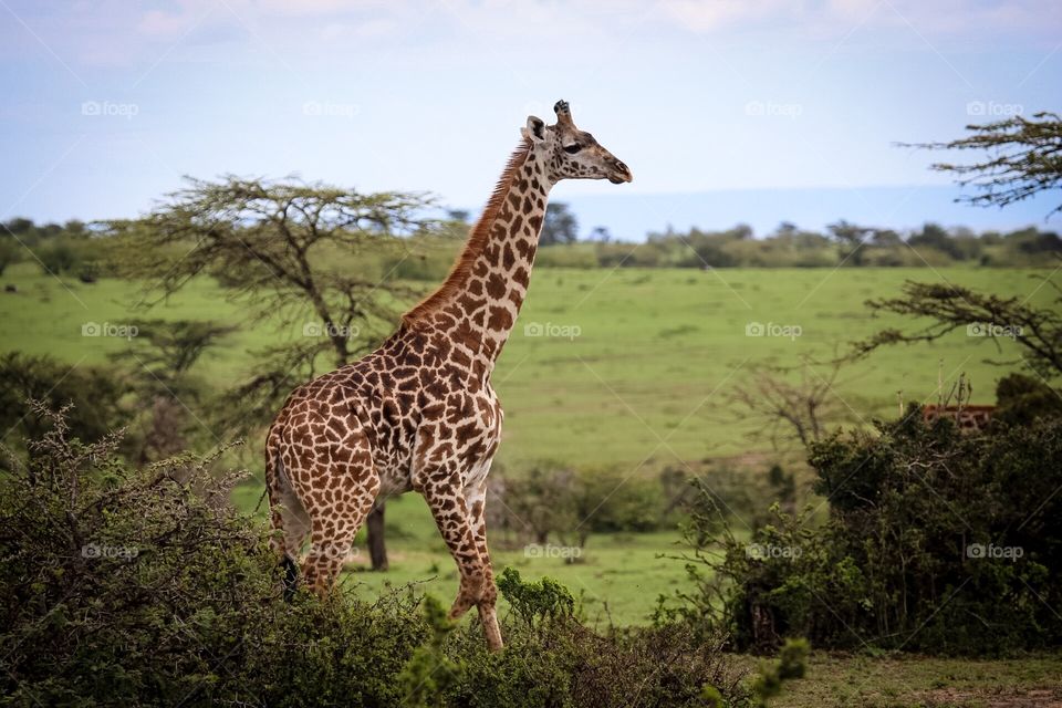 Maasai Giraffe 