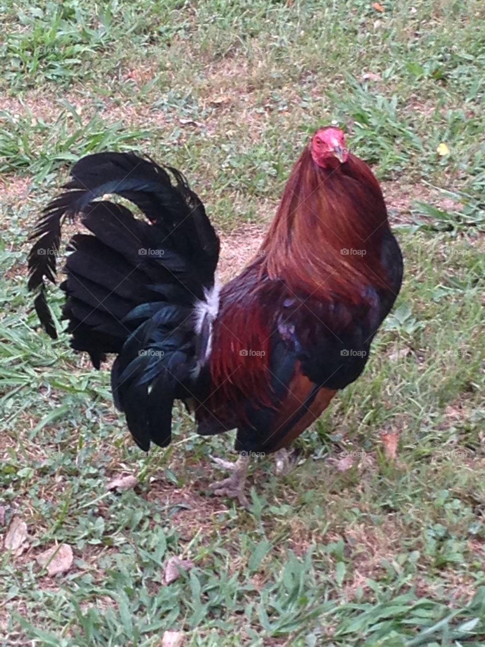 My pet rooster