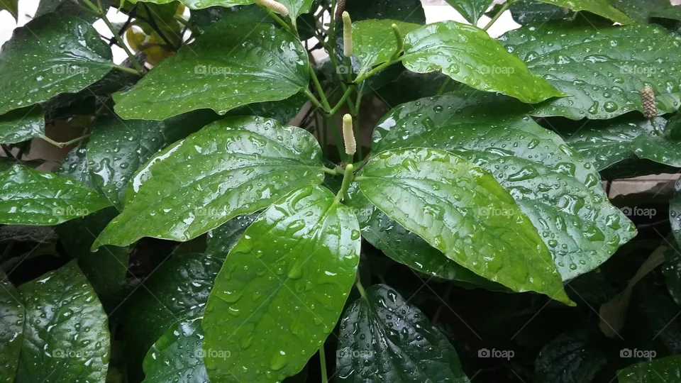 Leaf